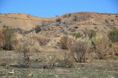 Pistacia terebinthus