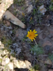 Picradeniopsis pringlei