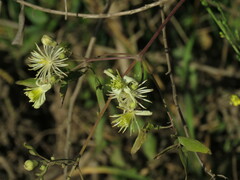Clematis montevidensis