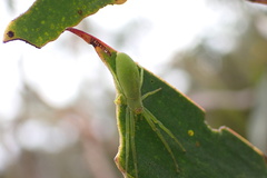 Cetratus rubropunctatus