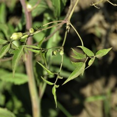 Clematis montevidensis