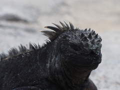 Amblyrhynchus cristatus