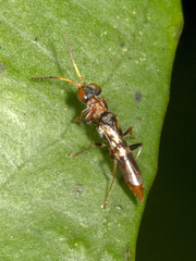 Chrysidoidea