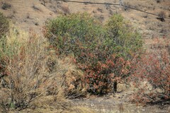 Pistacia terebinthus