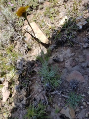 Picradeniopsis pringlei