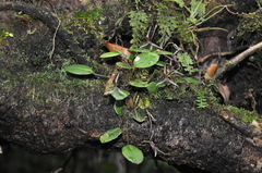 Stelis mystax
