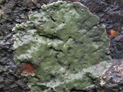 Hydropunctaria maura