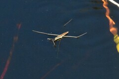 Limnoporus notabilis