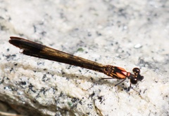 Heliocypha bisignata