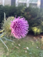 Cirsium