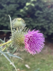 Cirsium
