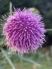 Cirsium