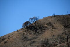 Prunus amygdalus
