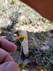 Picradeniopsis pringlei