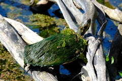 Emydura macquarii