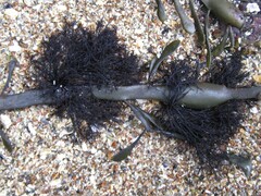 Vertebrata lanosa