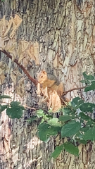 Sciurus niger