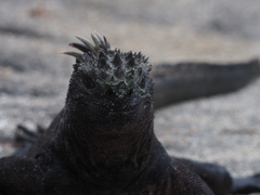 Amblyrhynchus cristatus