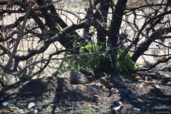 Pistacia terebinthus