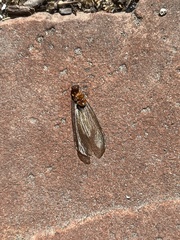 Reticulitermes hesperus