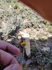 Picradeniopsis pringlei