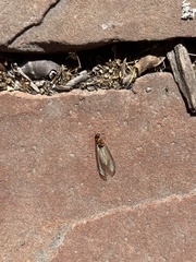 Reticulitermes hesperus