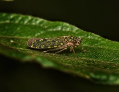 Proconiini