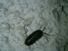 Armadillidium versicolor