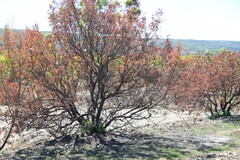 Pistacia terebinthus