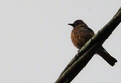 Hirundinea ferruginea