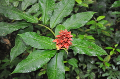 Costus