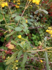 Calceolaria