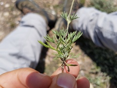 Picradeniopsis pringlei