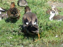 Mareca strepera strepera