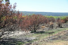 Pistacia terebinthus