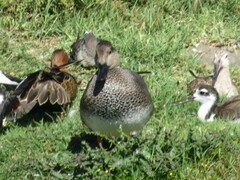 Mareca strepera strepera