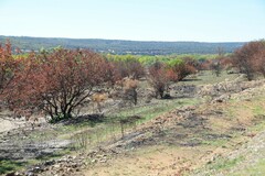 Pistacia terebinthus