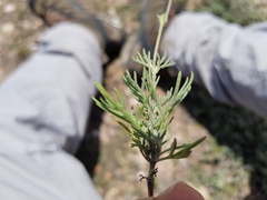 Picradeniopsis pringlei