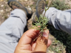 Picradeniopsis pringlei