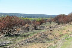 Pistacia terebinthus
