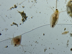 Daphnia
