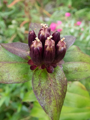 Gentiana clausa