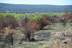 Pistacia terebinthus