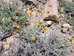 Thymophylla setifolia