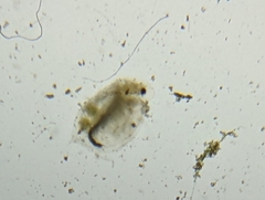 Daphnia