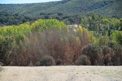 Populus