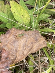 Dichromorpha viridis