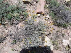 Thymophylla setifolia