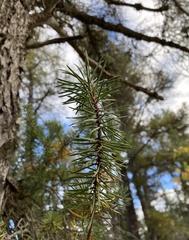 Pinus banksiana image
