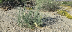 Funastrum hirtellum